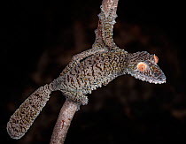 Leaf-tailed Gecko (Uroplatus fimbriatus) captive, from Madagascar