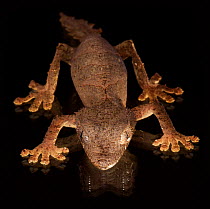 Leaf tailed gecko (Uroplatus finiavana) captive from Madagascar