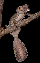 Leaf-tailed gecko (Uroplatus henkeli x Uroplatus sikorae) hybrid species, captive, both parent species from Madagascar