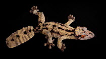 Henkel's Leaf tailed gecko, (Uroplatus henkeli) captive, from Madagascar
