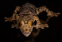 Leaf tailed gecko (Uroplatus sameiti), captive, from Madagascar