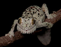 Mossy leaf-tailed gecko, (Uroplatus sikorae) captive from Madgascar