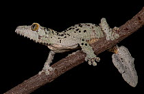 Mossy leaf-tailed gecko, (Uroplatus sikorae) captive from Madgascar