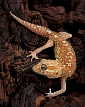 Madagascar Ground Gecko / Big headed gecko(Paroedura Pictus) captive, from Madagascar
