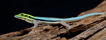 Yellow Headed Day Gecko (Phelsuma klemmeri) captive from Madagascar, endangered species