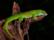 Giant Day Gecko, (Phelsuma madagascariensis grandis) captive from Madagascar