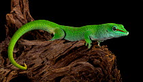 Giant Day Gecko (Phelsuma madagascariensis grandis) captive from Madagascar
