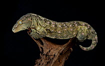 Leach's / New Caledonian Gecko (Rhacodactylus leachianus) captive from New Caledonia