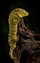 Leach's / New Caledonian Gecko (Rhacodactylus leachianus) captive from New Caledonia