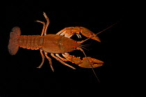 Ambiguous crayfish (Cambarus striatus) Florida, USA, February  Controlled conditions