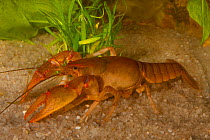 Ambiguous crayfish (Cambarus striatus) burrowing form (it can burrow into almost any substrate) West Florida, USA  Controlled conditions