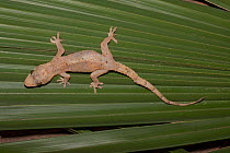 Afro-american house gecko (Hemidactylus mabouia) introduced into America from Africa, South Florida, USA Controlled conditions