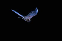 Brazilian / Mexican free-tailed bat (Tadarida brasiliensis) in flight, from Brazil