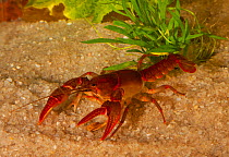 Rusty grave digger crayfish (Cambarus miltus) West Florida, USA Controlled conditions