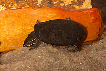 Common musk turtle (Sternotherus odoratus) North Florida, USA Controlled conditions