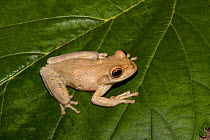 Cuban treefrog (Osteopilus septentrionalis) Lake Kissimmee, South Florida, USA.  Introduced into the USA from the West Indies. Controlled conditions