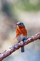 Eastern bluebird (Sialia sialis) female perched with nesting material, North Florida, USA