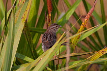 Bachman&#39;s sparrow (Peucaea aestivalis)  Three Lakes State Park, South Florida, USA