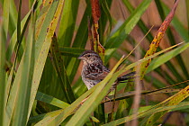 Bachman&#39;s sparrow (Peucaea aestivalis) Three Lakes State Park, South Florida, USA