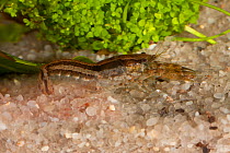 Fontal dwarf crayfish (Cambarellus schmitti) striped phase, Washington Co, Florida, USA.  Controlled conditions