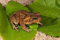 Giant / Cane toad (Rhinella marina) introduced species in South Florida, USA.