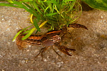 Hatchet crayfish (Procambarus kilbyi) striped phase,  Bay Co, Florida, USA. Controlled conditions