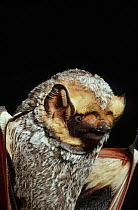 Hoary bat (Lasiurus cinereus) portrait, Arizona, USA. Captive