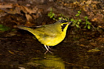 Kentucky warbler (Oporonis / Geothlypis formosus)male foraging in water, High Island, Texas, USA, April