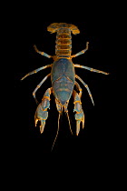 Lavender crayfish (Fallicambarus byersi) Walton Co, Florida, USA. Controlled conditions