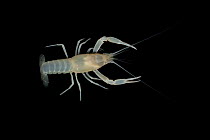 Orange Lake / Blind cave crayfish (Procambarus franzi) Alachua Co, Florida, USA. Controlled conditions