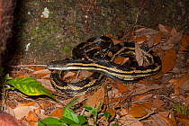 Cross between Yellow and Gray rat snake (Elaphe obsoleta) Perdeto key, Florida, USA