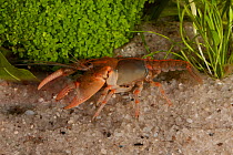 Rusty grave digger / Burrowing crayfish (Cambarus miltus) Santa Rosa Co. Florida, USA, March Controlled conditions