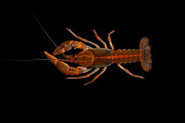Rusty grave digger / Burrowing crayfish (Cambarus miltus) Santa Rosa Co. Florida, USA, March Controlled conditions
