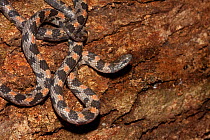 Short-tailed snake (Stilosoma extenuatum) Hernando Co. Florida, USA, Threatened species