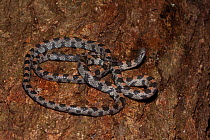 Short-tailed snake (Stilosoma extenuatum) Hernando Co. Florida, USA, Threatened species. Controlled conditions