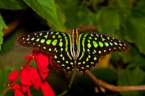 Tailed jay butterfly (Graphium agamemnnon) from  Southeast Asia. Captive