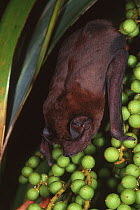 Velvety / Pallas' free-tailed bat (Molossus molossus) feeding on fruit, introduced from Cuba, Florida Keys, USA