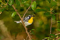 Yellow-throated warbler (Dendroica dominica) male perched, North Florida, USA