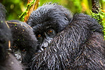 Mountain gorillas (Gorilla beringei) Agashya Group (Former 13 Group) Volcanoes National Park,  Rwanda