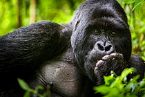 Mountain gorilla (Gorilla beringei) large male portrait, Agashya Group (Former 13 Group) Volcanoes National Park, Rwanda