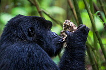 Mountain gorilla (Gorilla beringei) black back non dominant male eating a mushroom, Kwitonda Group, Volcanoes National Park, Rwanda in wet season, April
