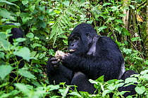 Mountain gorilla (Gorilla beringei) silverback dominant male eating a mushroom, Kwitonda Group, Volcanoes National Park, Rwanda in wet season, April