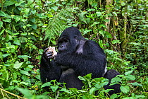 Mountain gorilla (Gorilla beringei) silverback dominant male eating a mushroom, Kwitonda Group, Volcanoes National Park, Rwanda in wet season, April