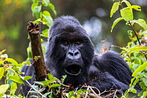 Mountain gorilla (Gorilla beringei) silverback (Bwenge) of the Bwenge Group, slope of the Karisoke Volcano, Volcanoes National Park, Rwanda up at 2930m