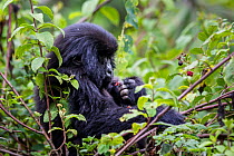 Mountain gorilla (Gorilla beringei) eating berries, Bwenge Group, slope of the Karisoke Volcano, Volcanoes National Park, Rwanda, elevation 2930m