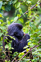 Mountain gorilla (Gorilla beringei) eating berries, Bwenge Group, slope of the Karisoke Volcano, Volcanoes National Park, Rwanda, elevation 2930m