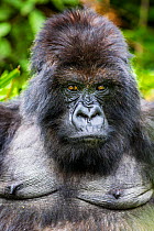 Mountain gorilla (Gorilla beringei) female portrait, Bwenge Group, slope of the Karisoke Volcano, Volcanoes National Park, Rwanda, elevation 2930m
