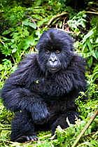 Mountain gorilla (Gorilla beringei) juvenile sitting portrait, Susa Group, Volcanoes National Park, Rwanda in wet season April
