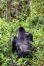Mountain gorilla (Gorilla beringei) rear view of silverback (Bwenge) of the Bwenge Group, slopes of the Karisoke Volcano, Volcanoes National Park, Rwanda, elevation 2930m