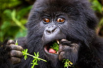 Mountain gorilla (Gorilla beringei) young eating plant, Bwenge group, slope of the Karisoke Volcano, Volcanoes National Park, Rwanda, elevation 2930m